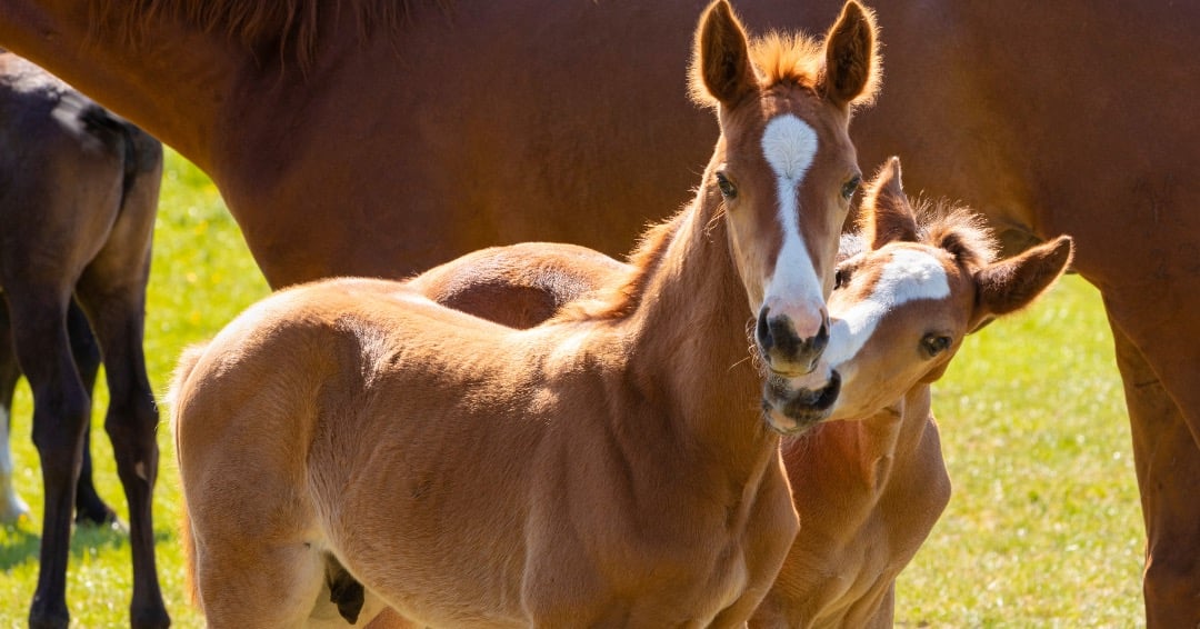 EquiTrace Foals
