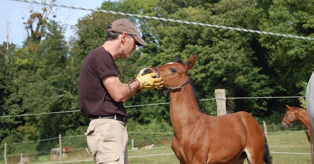Foal Check