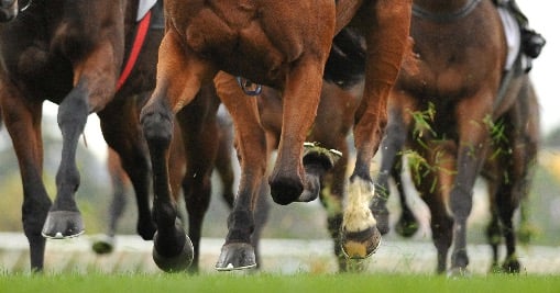 Horse Racing hooves