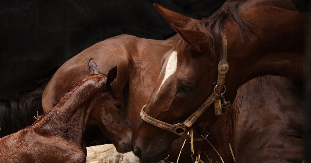 Mare and newborn foal